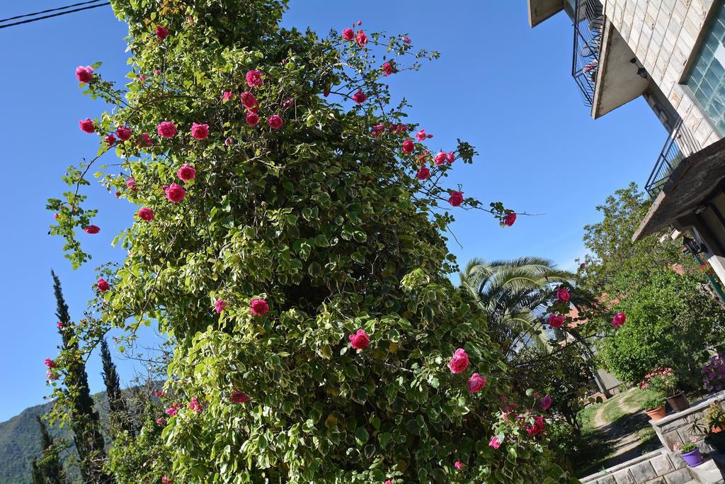 Apartments Dinko Zifra Tivat Eksteriør billede